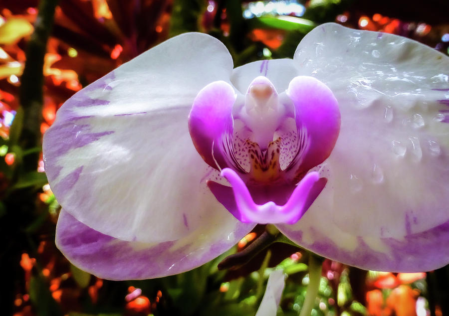 Hawaii Flower Photography 20150713-771 Photograph by Rowan Lyford