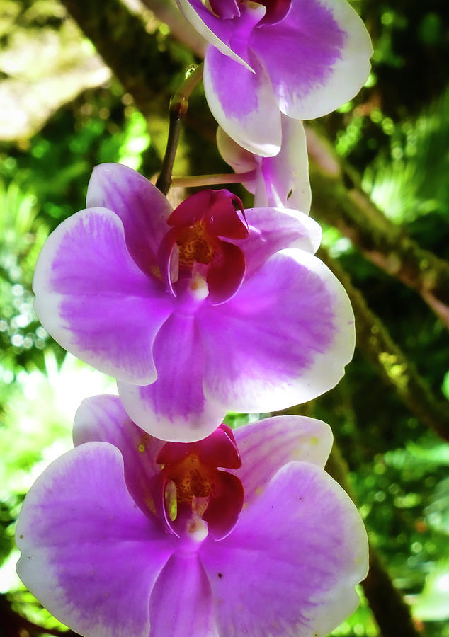 Hawaii Flower Photography 20150713-780 Photograph by Rowan Lyford