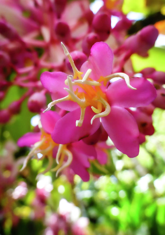 Hawaii Flower Photography 20150713-794 Photograph by Rowan Lyford