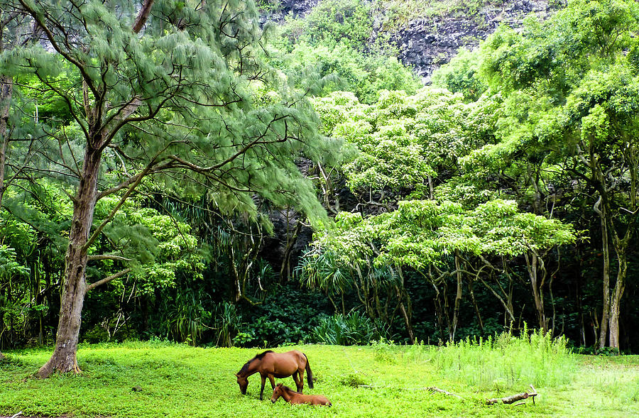 Hawaii Horses Photography 20150717-1325 Photograph by Rowan Lyford