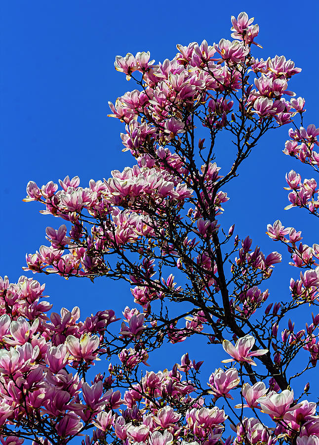 Magnolia Blossoms #153 Photograph by Robert Ullmann