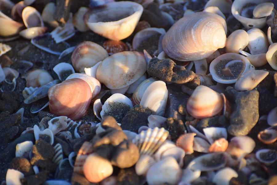 Shells Greece #154 Photograph by GiannisXenos Photography - Fine Art ...