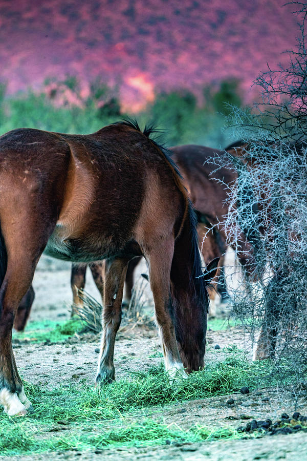 Salt River Arizona Wild Horses Photograph By Al Ungar - Fine Art America