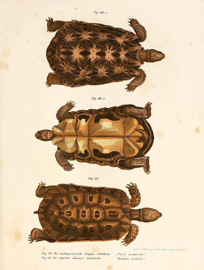 Vintage Turtle And Tortoise Illustrations Mixed Media By Beautiful 