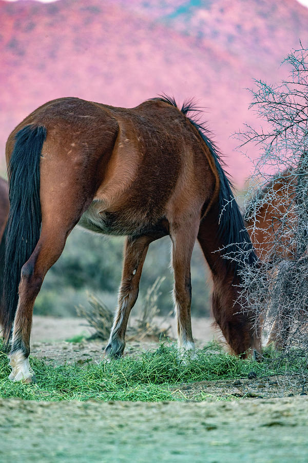 Salt River Arizona Wild Horses Photograph By Al Ungar