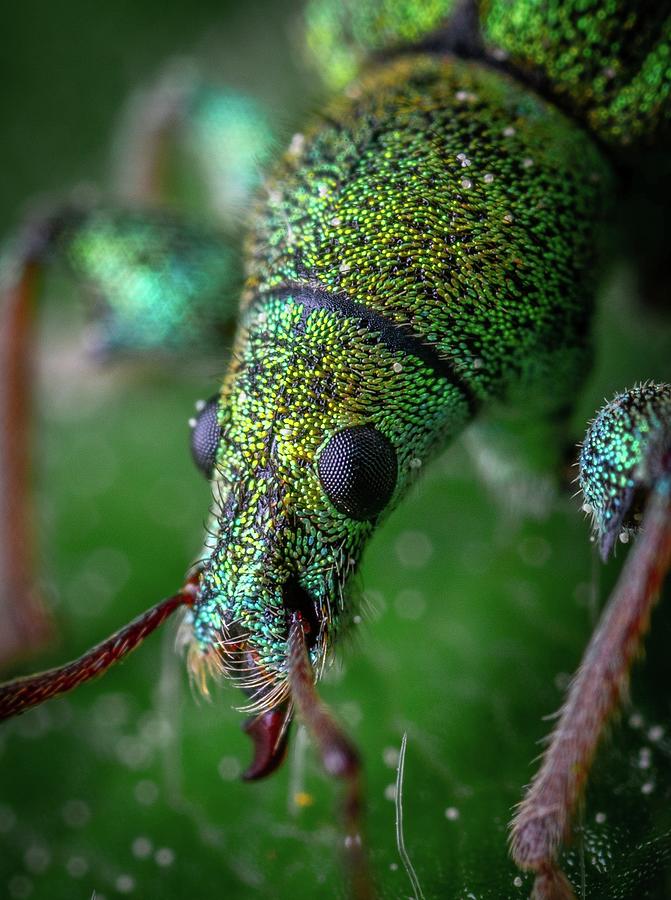 Insects Mixed Media - Stunning close-up photo of insects #158 by Nature Photography