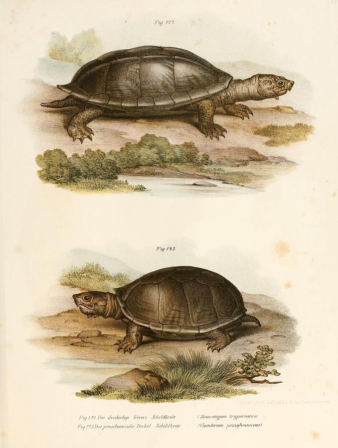 Vintage Turtle and Tortoise illustrations Mixed Media by Beautiful ...