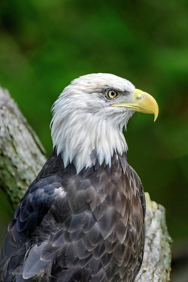 American Bald Eagle #16 Photograph by LeeAnn McLaneGoetz McLaneGoetzStudioLLCcom