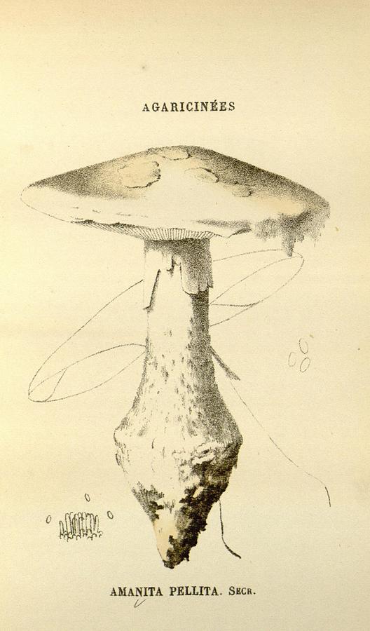 Antique Mushroom Illustration #16 Mixed Media by World Art Collective