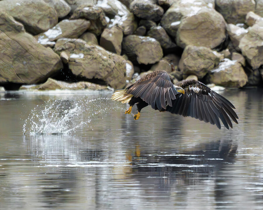 Bald Eagle #16 Photograph by Alan Moore