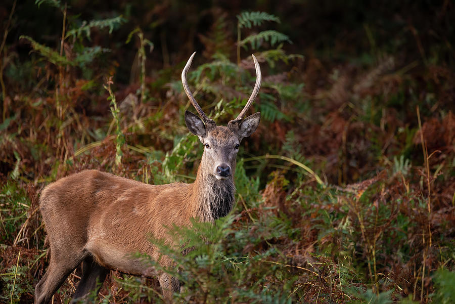 Beautiful Image Of Red Deer Stag In Vibrant Golds And Browns Of Photograph