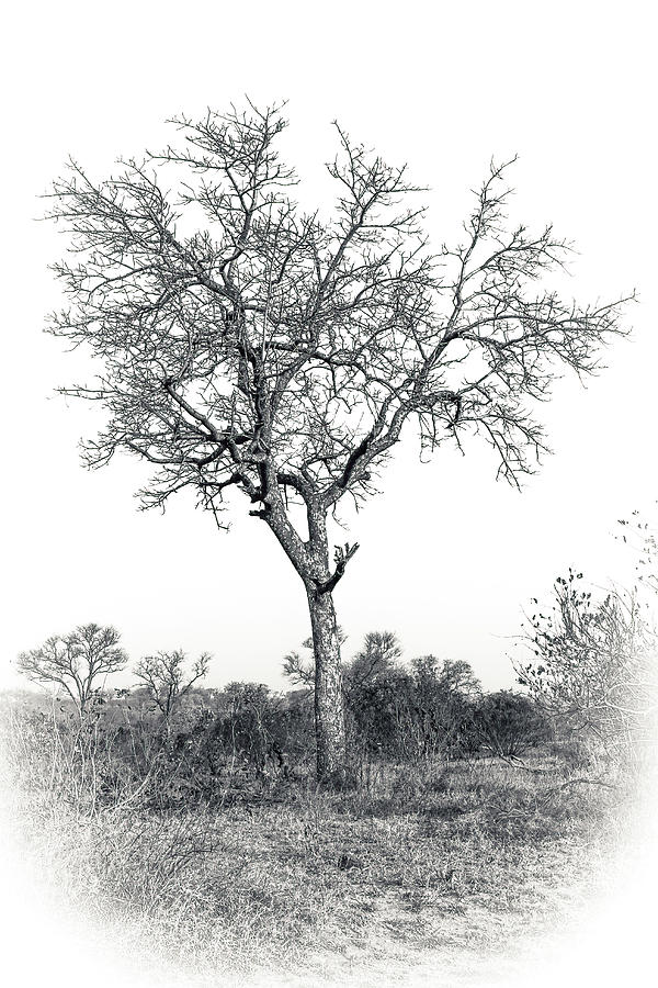 Black and White Tree Collector Edition #16 Photograph by Keith Carey