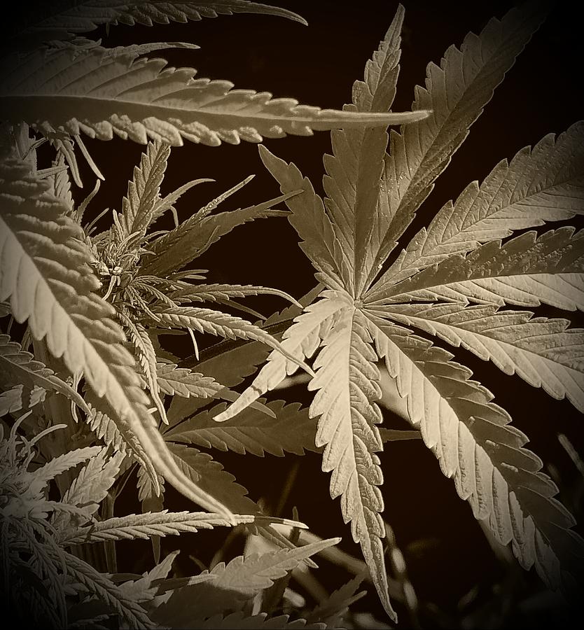Cannabis Leaves #16 Photograph by Loraine Yaffe