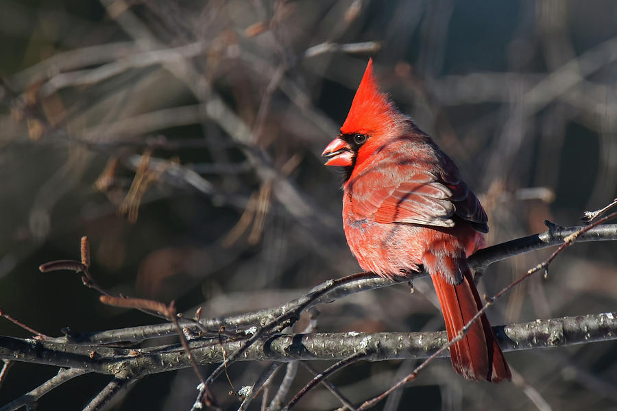 Cardinal #16 Photograph by Brook Burling
