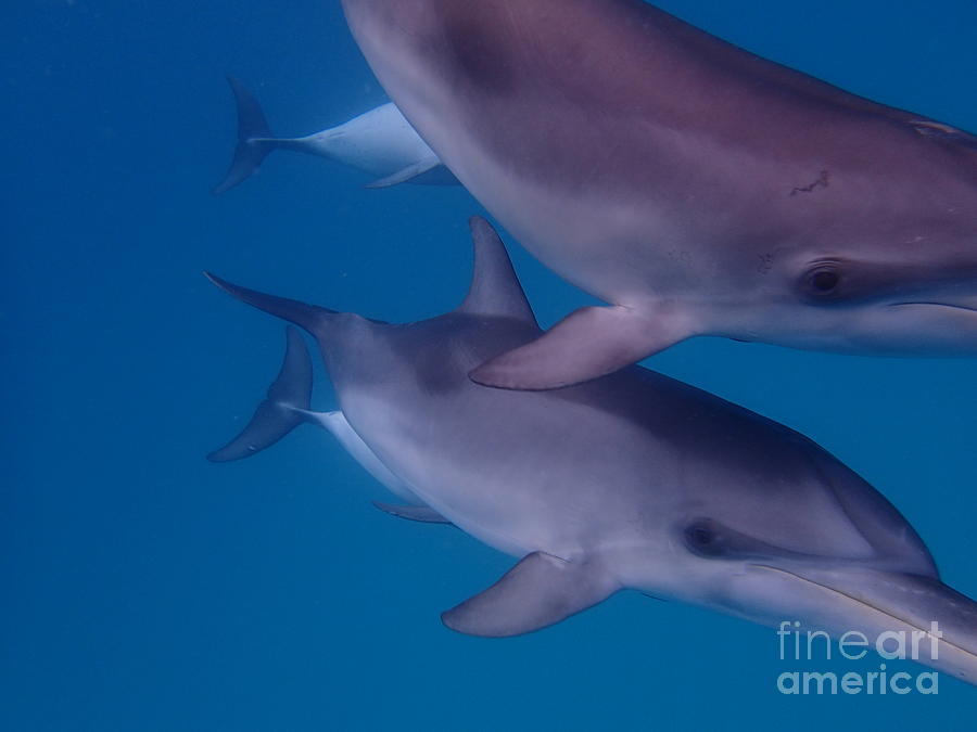 Dolphin #16 Photograph by Beverly Kobie - Fine Art America