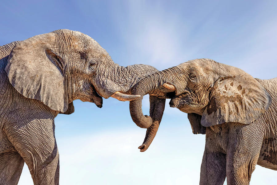 Elephant Photograph - Etosha - ELEPHANTS IN THE WILD, 1st Place Winner Competition by Joana Kruse