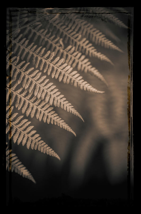 Ferns #16 Photograph by Alan Copson