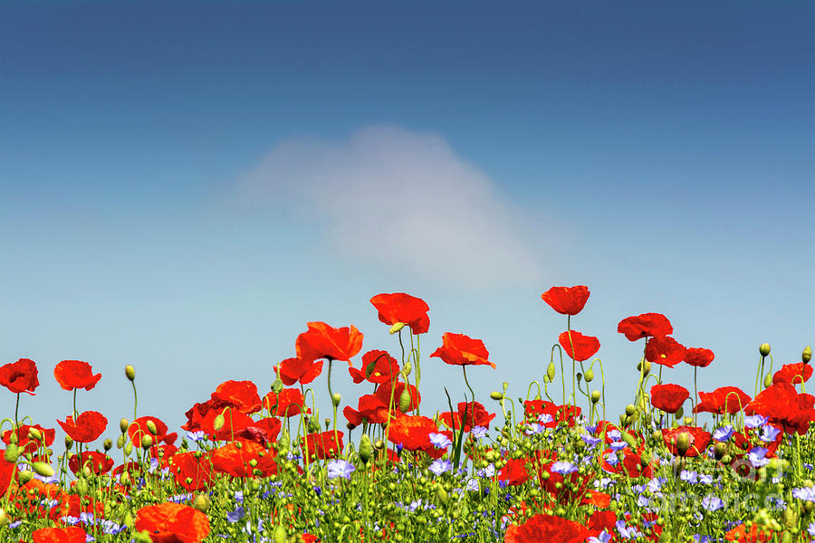 Poppy Photograph - Field of poppies #16 by Bernard Jaubert