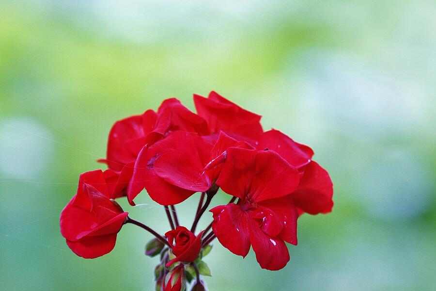 Flower #16 Photograph by John Walsh Flower #16 Photograph by John Walsh