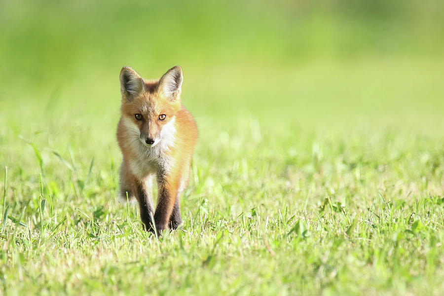 Fox Kits #16 Photograph by Brook Burling