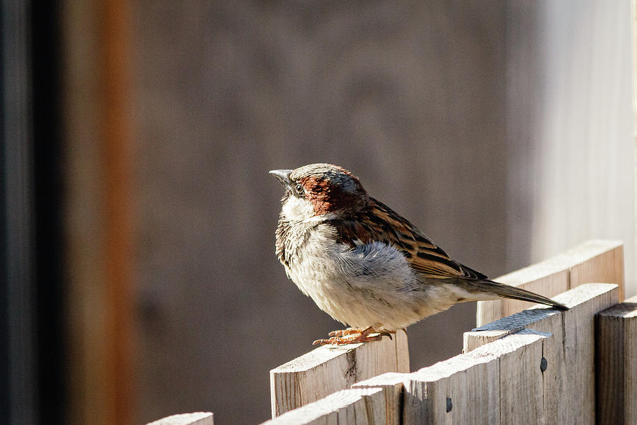 House Sparrow on a fence #16 Photograph by SAURAVphoto Online Store
