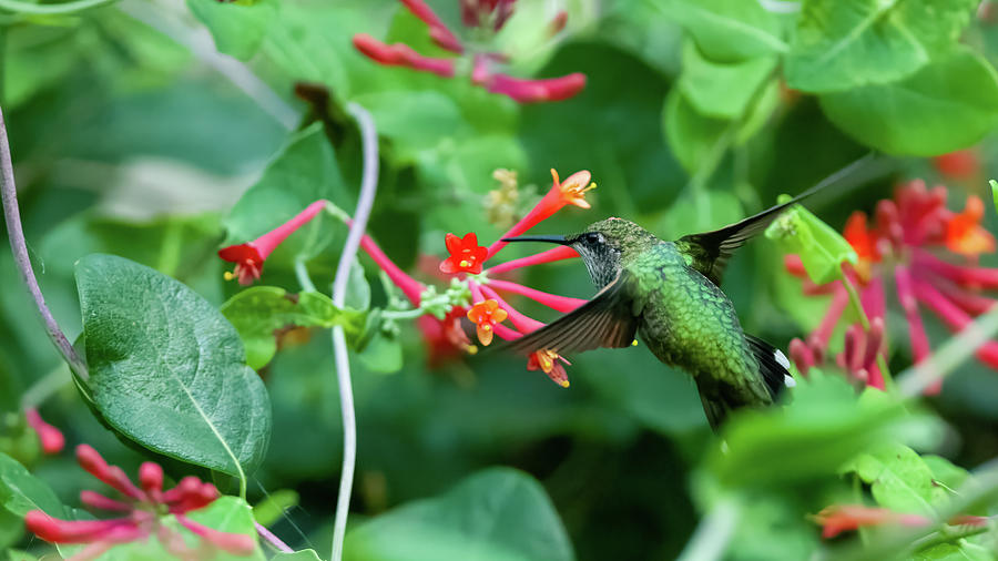 Hummingbird #16 Photograph by Jeffrey PERKINS