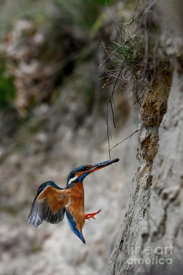 Kingfisher #16 Photograph by Jorgen Norgaard