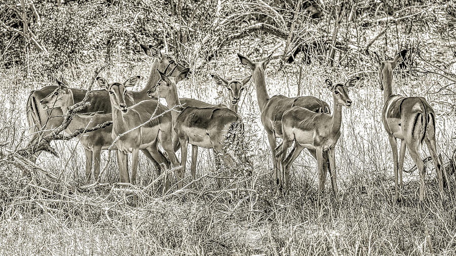 Kruger National Park South Africa #16 Photograph by Paul James Bannerman