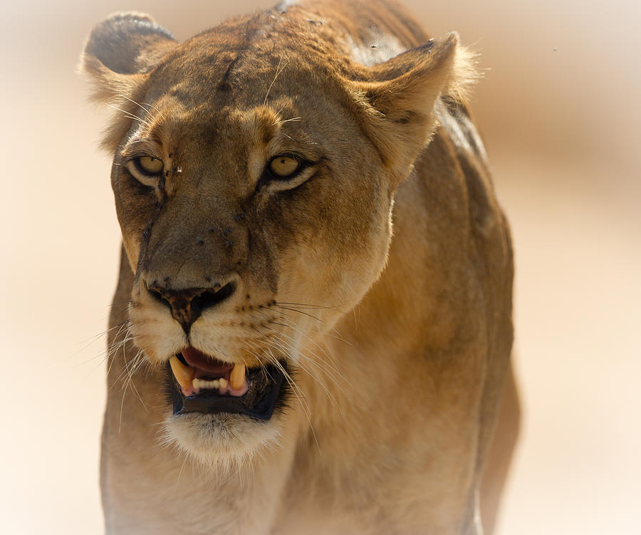 Lioness #16 Photograph by Annick Vanderschelden Photography
