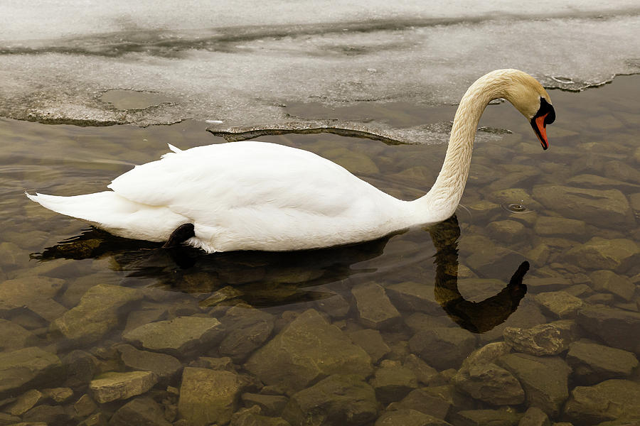 Mute swan #16 Photograph by SAURAVphoto Online Store