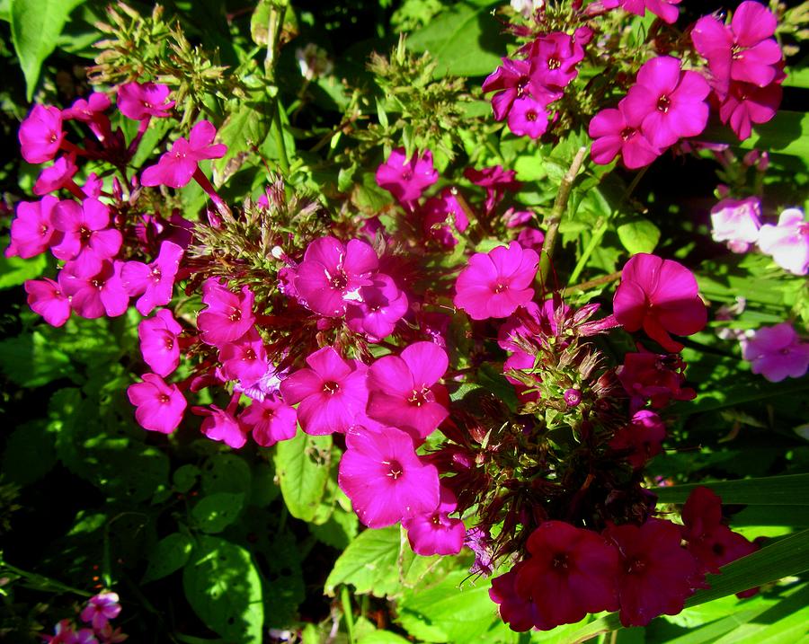 Pink FLowers #16 Photograph by Stephanie Moore