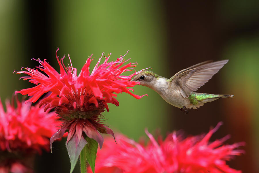 Ruby Throated Hummingbird #16 Photograph by Brook Burling