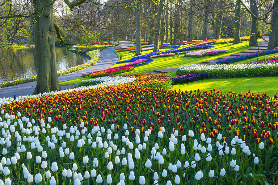 Spring Flowers in a park. Photograph by JacobH Spring Flowers in a park. Photograph by JacobH