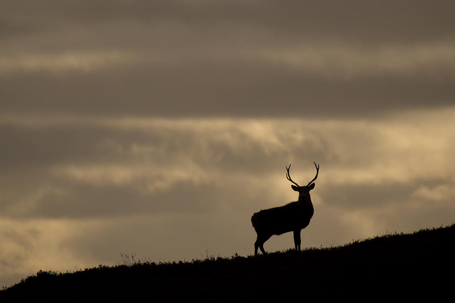 Stag Silhouette #16 Photograph by Gavin MacRae