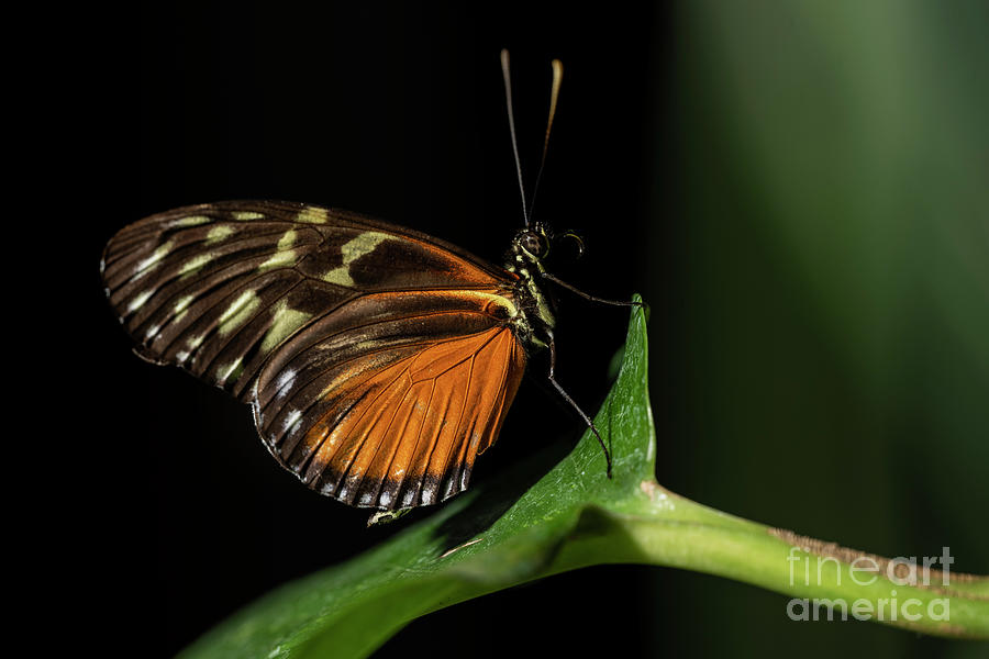 Tiger Longwing Butterfly #16 Photograph by JT Lewis