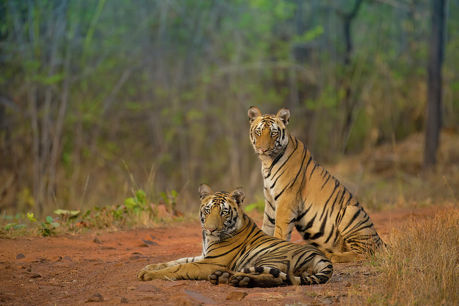 Tiger of Tadoba #16 Photograph by Kiran Joshi