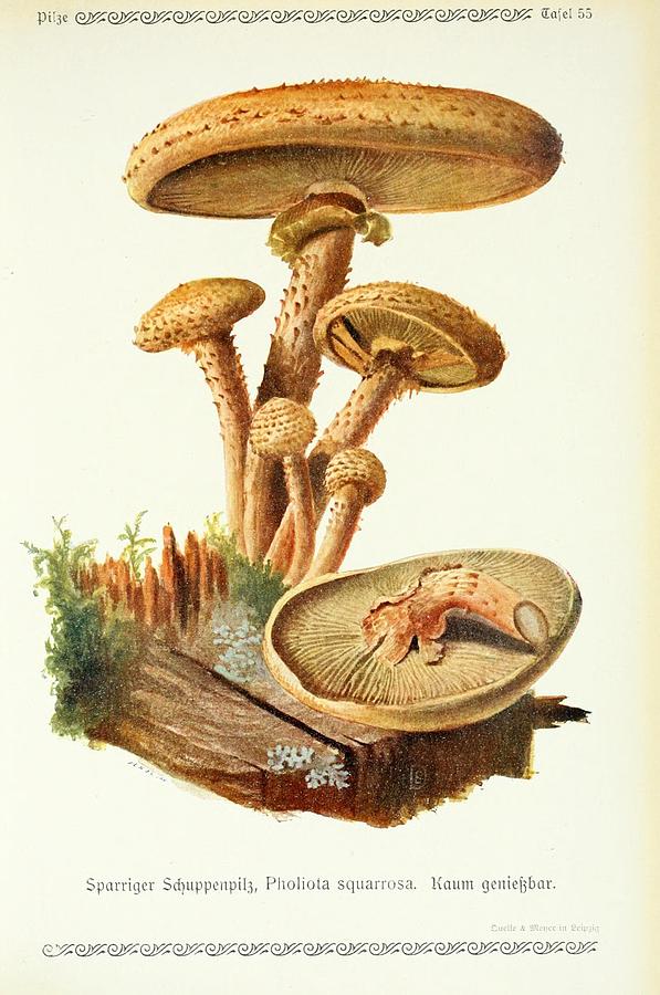 Vintage Fungi Illustrations Mixed Media by Beautiful Nature Prints | Pixels