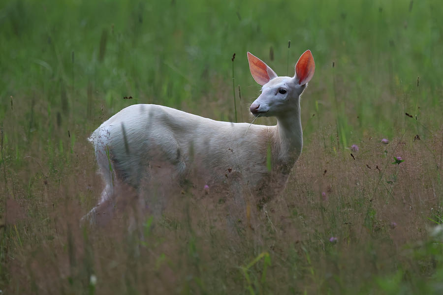 White Deer #16 Photograph by Brook Burling