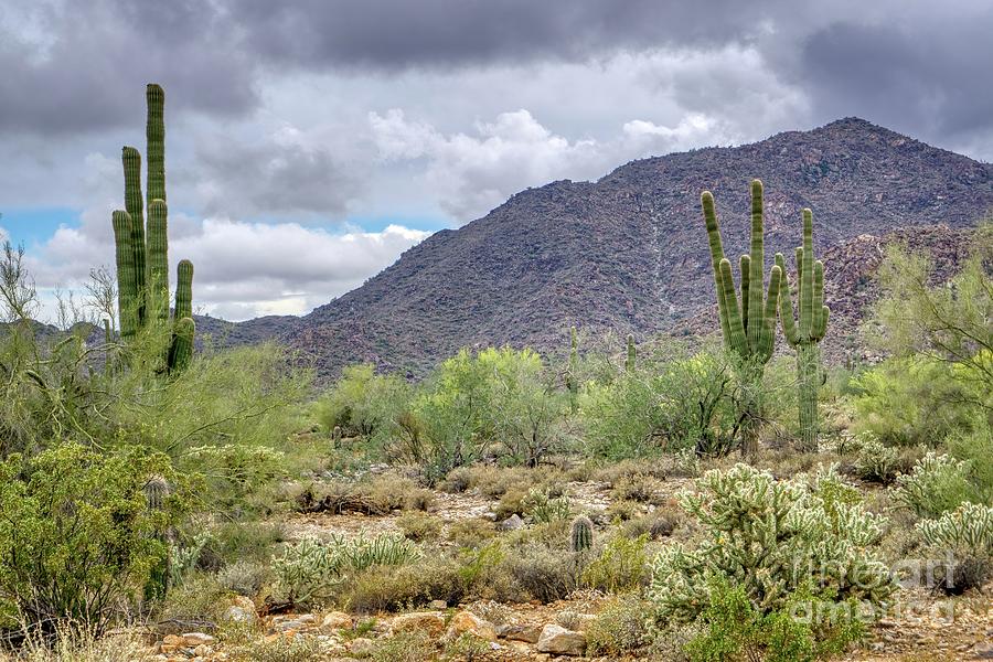 White Tank Mountain Scenes Near Phoenix Arizona #16 Photograph by Kenneth Roberts