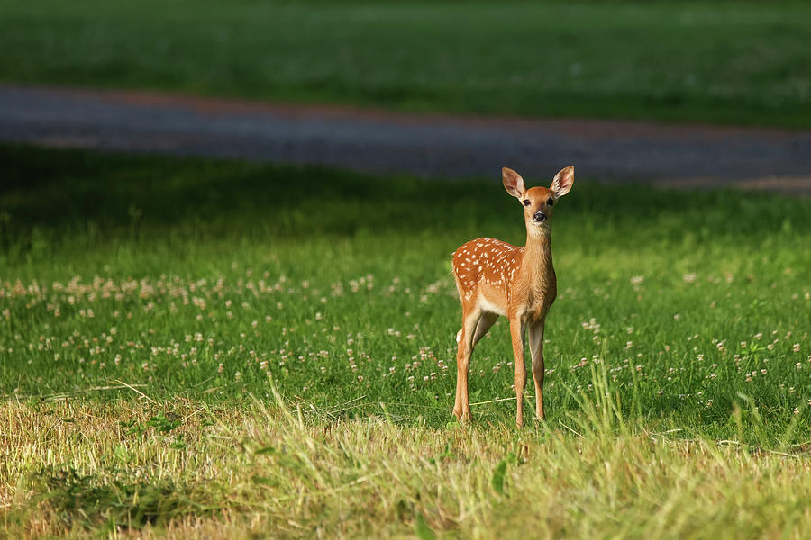 Whitetail Fawn #16 Photograph by Brook Burling Whitetail Fawn #16 Photograph by Brook Burling