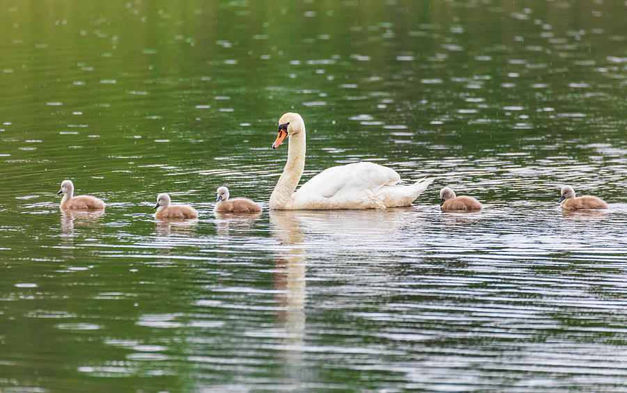 Wild bird mute swan in spring on pond Photograph by Artush Foto