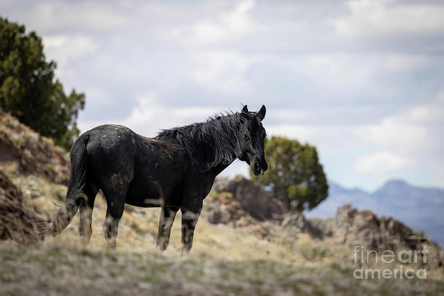 Wild Horses #16 Photograph by Julie Argyle