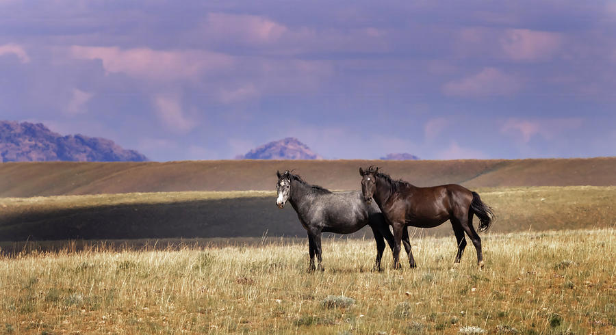 Wild Horses #16 Photograph by Laura Terriere