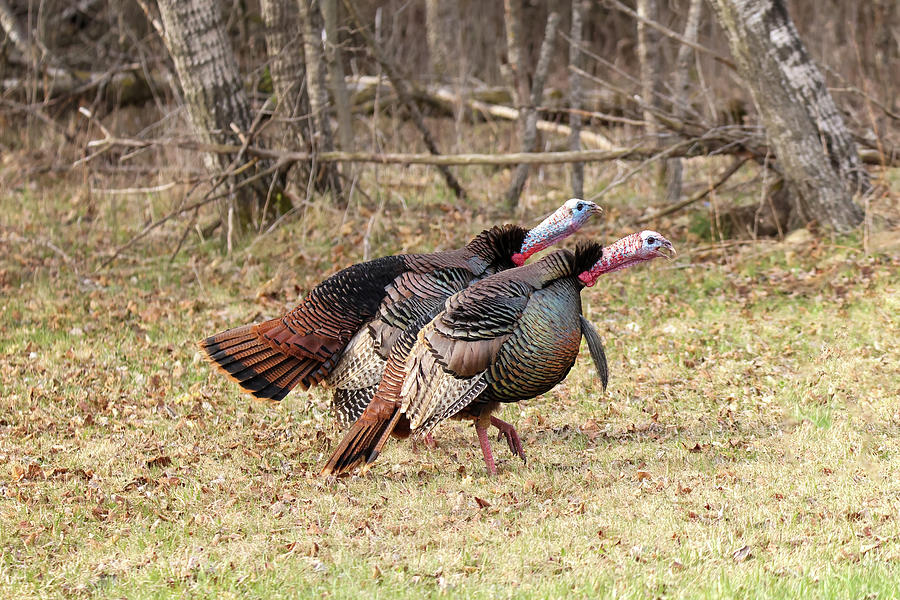 Wild Turkey #16 Photograph by Brook Burling