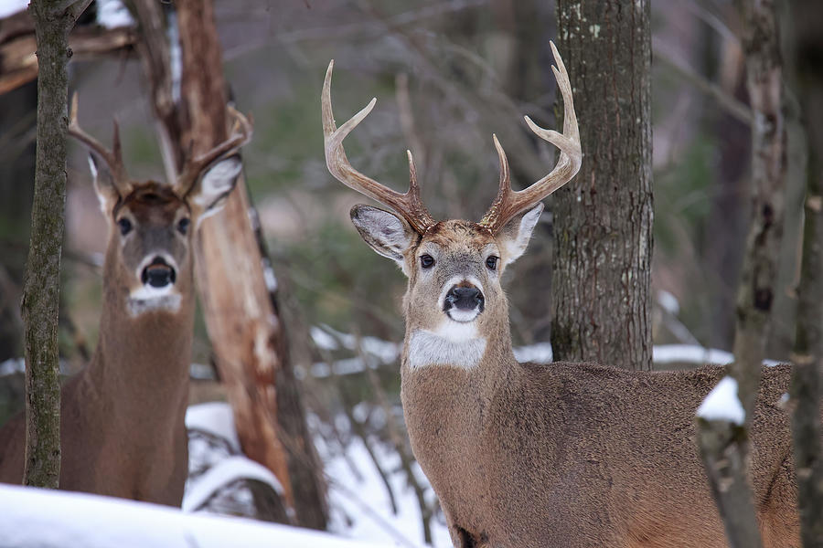 Winter Whitetail Buck #16 Photograph by Brook Burling