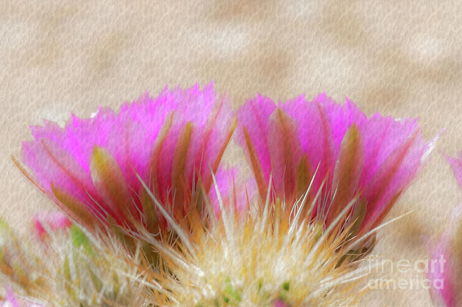 1619 Watercolor Cactus Blossom Photograph by Kenneth Johnson