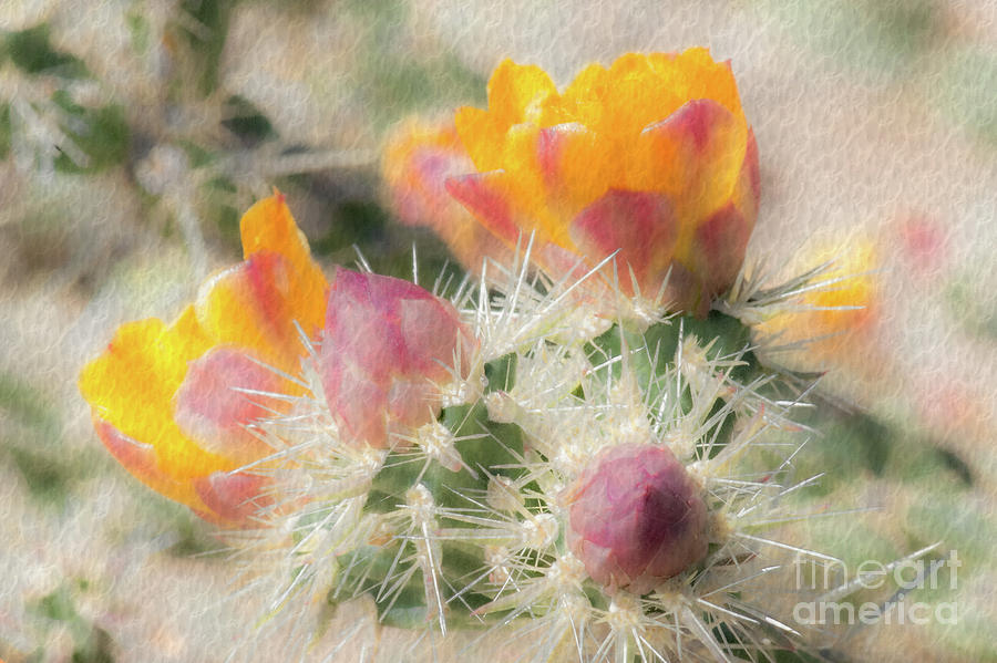 1620 Watercolor Cactus Blossom Photograph by Kenneth Johnson