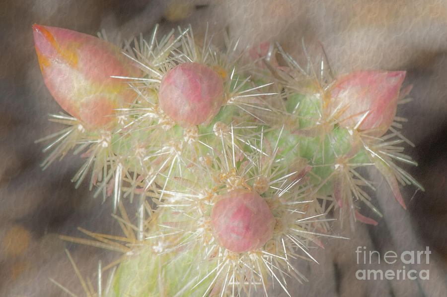 1621 Watercolor Cactus Blossom Photograph by Kenneth Johnson