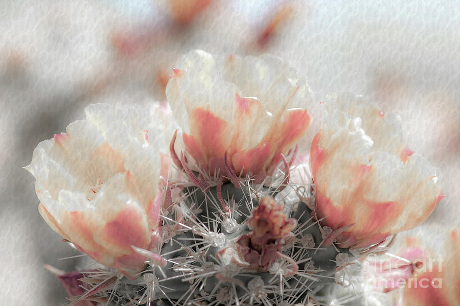 1622 Watercolor Cactus Blossom Photograph by Kenneth Johnson