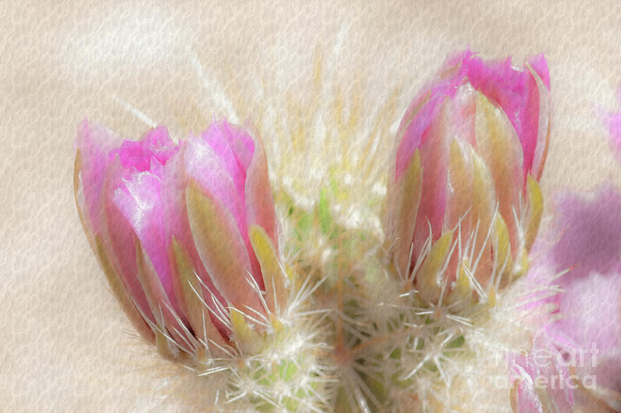1623 Watercolor Cactus Blossom Photograph by Kenneth Johnson